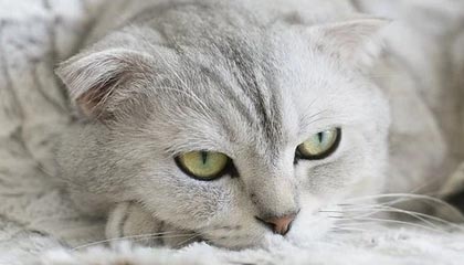 AYX SPORTS-勇士快攻打出节奏击败灰熊，勇士打法