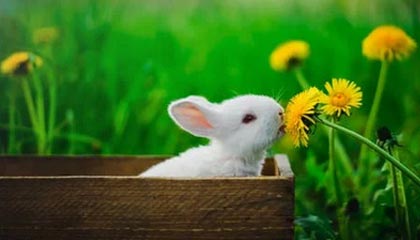 爱游戏体育官方网站-阿尔阿赫利替补阵容贡献稳定，艾尔阿赫利